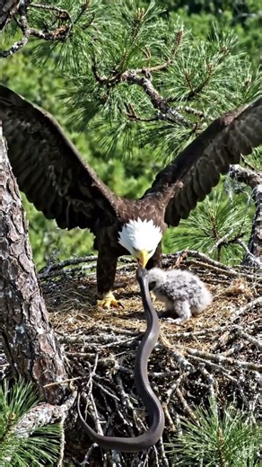 Eagle Saves Its Baby from Snake Attack! 🐍😱 #ai #animals#short