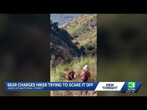 Bear charges hiker on Mount Wilson trail in Los Angeles, video shows