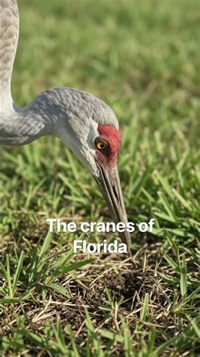 Florida Sandhill Cranes Foraging in the Suburbs