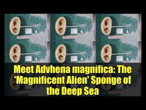 Meet Advhena magnifica: The 'Magnificent Alien' Sponge of the Deep Sea
