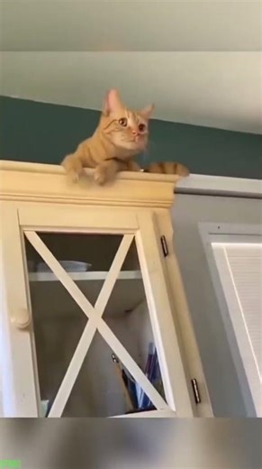 Alien Cat cries like a human - Cat Show 🎥 Watch Till End!