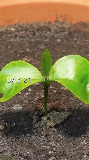 Lemon Tree Growth Timelapse: From Blossom to Fruit 🍋🌸 #agrifuture