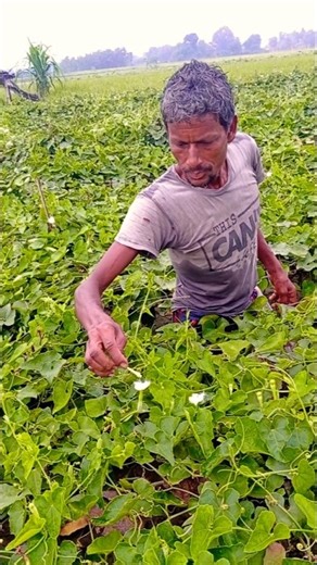 Fast & Amazing Hand Pollination in Early Morning 🌼 #shorts