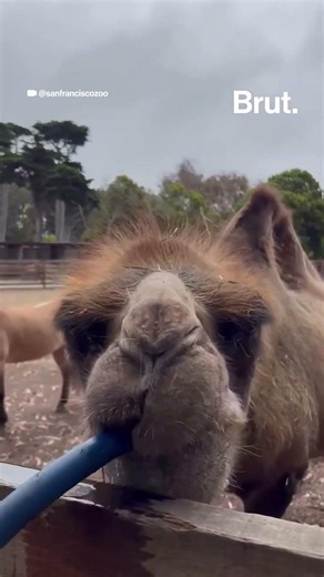 Camel gulps down gallons of water straight from a hose.