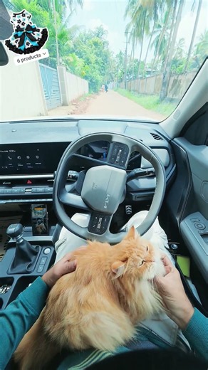 Cat driving mini vlog,🙀🫰 | Cat videos | Cat | Persian cat | Kittens meow | Cats | Kittens | meow