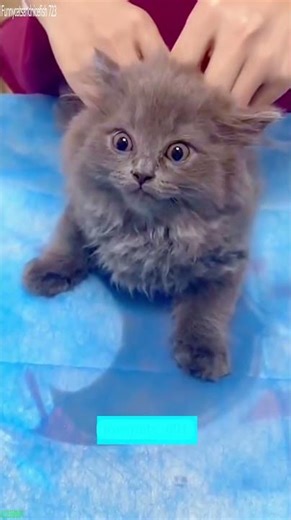 Savage Cat misses jump badly - Viral Entertainment 💣 Explosive Funny!