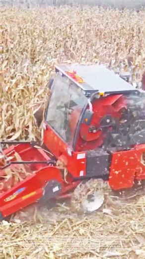 Small dry corn harvester working on hilly farmland