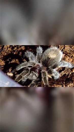 The Secret Weapon of Tarantulas: Hair Bristle Attack! #tarantula #animals #spider
