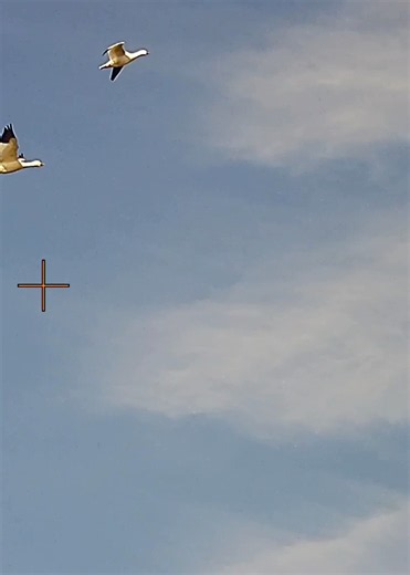 The first one dropped hard, you see the 2nd one get blasted ! #duckhunting #goosehunting ​⁠#hunting