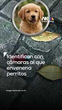 PERRITOS ENVENADOS | Identifican a sujeto por el envenenamiento de seis perros en la colonia Condesa