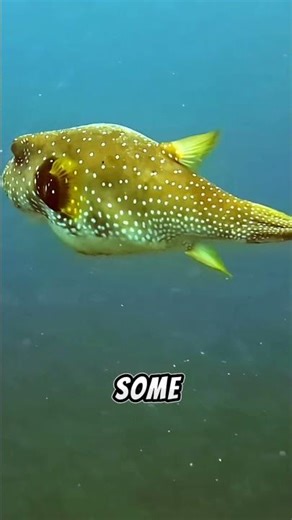 This fish can inflate like a BALLOON 🐡