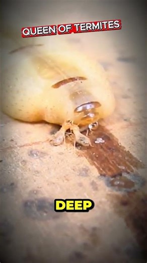 This Termite Queen Lays Eggs for 50 Years 😳 #TermiteQueen