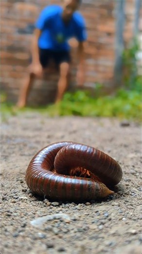Everyone was shocked to see this millipede move so fast #shorts