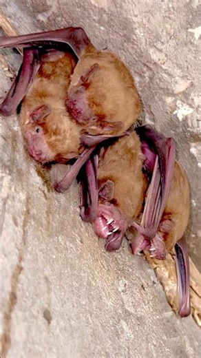 🦇 Why Did This Bat Bare Its Teeth? 😳 #shorts