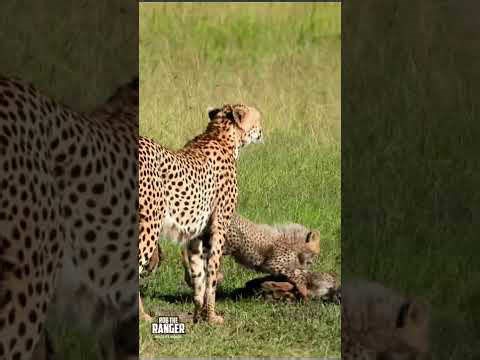 Cheetah cubs play together in open bright savannah