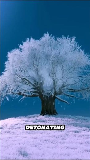 Trees can literally explode in extreme cold 🌲💥