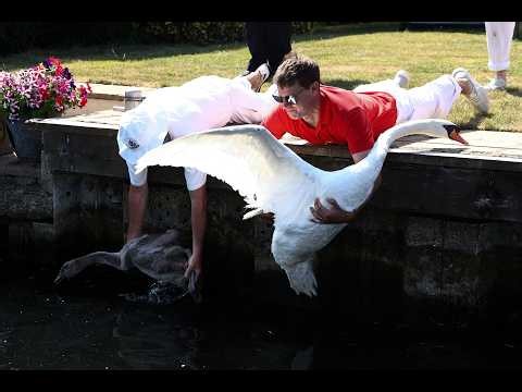 Annual counting of royal swans begins on the River Thames