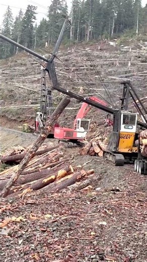 Cable Logging Crane at Work in Forestry – Log Loading Process