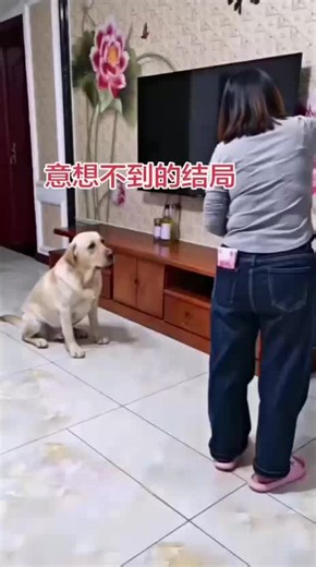 Funny Dog Videos Compilation — Best Viral Dog Clips