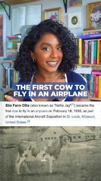 Anxious flyers: is there an animal that would make you more comfortable boarding a plane?