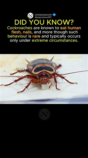 COCKROACHES EAT HUMANS.. #factsyoudontknow #facts #didyouknow #shorts