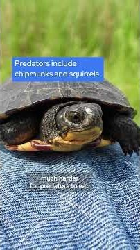 Threatened Blanding's turtles get a boost from MA students