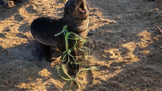 Watch a wildlife rescue team remove plastic waste from a seal