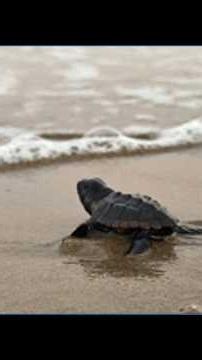 Watch rescued sea turtles return to the ocean