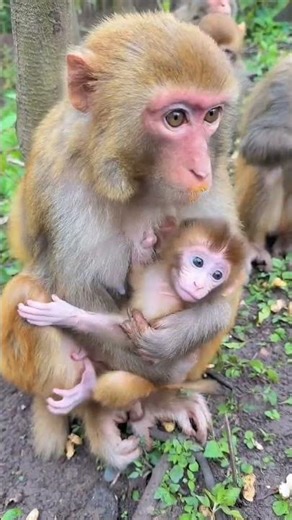 Fearless Baby Monkey Plays With Mom | Why He Has Zero Fear in the Jungle