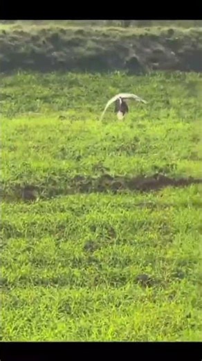 goshawk hunt francolin