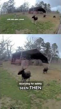Wind blows barn right off donkeys