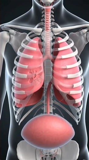 How Lungs Work | 3D Animation of Human Respiratory System (Oxygen, Alveoli & Breathing Explained)