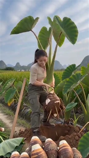 🌱⚙️ Giant Taro Corm Excavation: Long-Handle Draw Hoe Trenching and Basal Lifting
