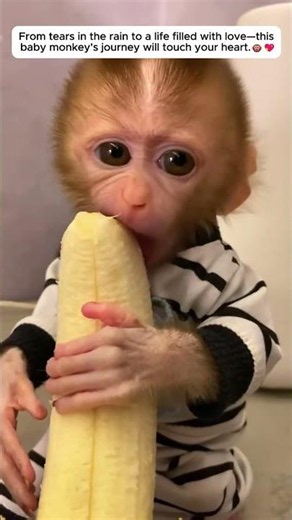 TouchingStory #AnimalRescue #BabyMonkey #MonkeyRescue #Heartwarming #Kindness #Hope #SecondChance