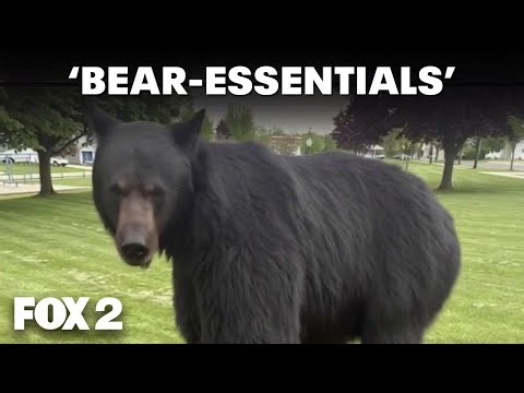 Black bear spotted in Southeast Michigan neighborhood