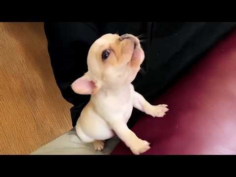 Cute PUPPIES Being DRAMATIC... Best of 2026 😂 Top Funny Puppies Videos Ever!
