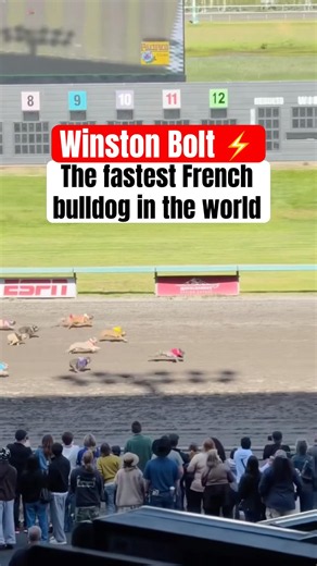 Winston Bolt won the 2026 Bulldog Races Championship 🏆🐶 (via via dannichann, french_boltdog)