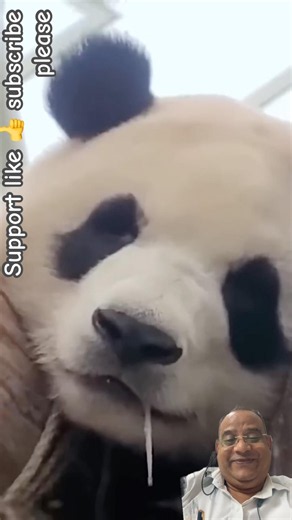 Relaxed Panda & Trainer Enjoying a Meal Together 🐼🥢❤️ | Cutest Funny Panda Shorts