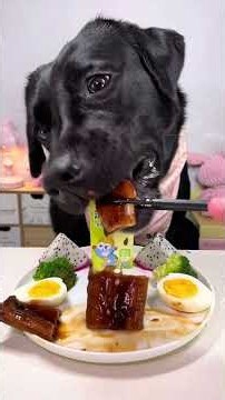 Today's meal is the leftovers from my mom's cute pet debut plan. Labrador. OMG it tastes so good.