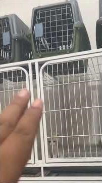 Escaped Kitten Caught Collaborating With Comrades || ViralHog