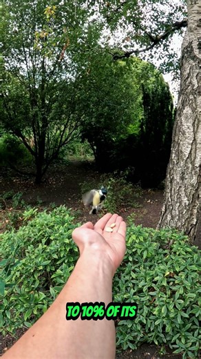🦈 THIS SHARK LOOKS LIKE AN ALIEN #SHORTS 🦈