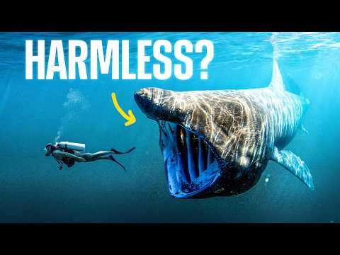 These Are The Sharks To Worry About