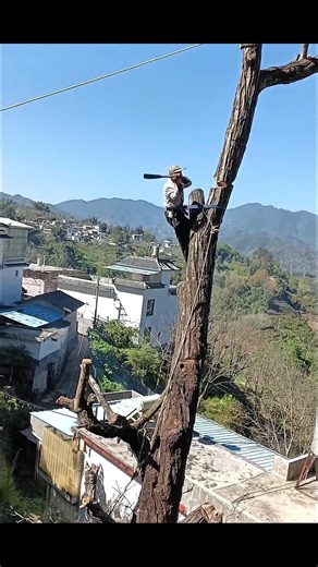 The technique of cutting trees manually using a machete #shorts