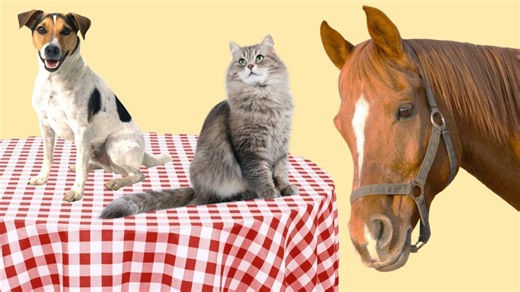 Why don't we eat cats, dogs, and horses?