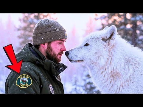 Wildlife Officer Had Orders to SHOOT White Wolf What Happened Next Shocked Everyone