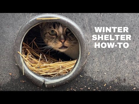 How to build a winter shelter for community cats