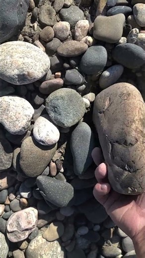 A large piece of worn petrified wood #geology #rockhounding #fossil
