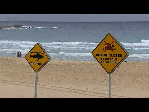 NSW government launches world’s most expensive shark monitoring system