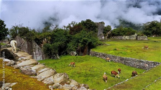 Machu Picchu highlands Llamas Alpaca feeding tourist circuit landscape sunny fog cloudy morning Peru Perú rainy season Peruvian Andes terrace layers Inca Temple Sanctuary lush green jungle animals