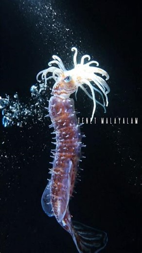 കടലിനടിയിലെ അന്യഗ്രഹ ജീവി? | Squid Worm: The Alien Creature of the Deep Ocean